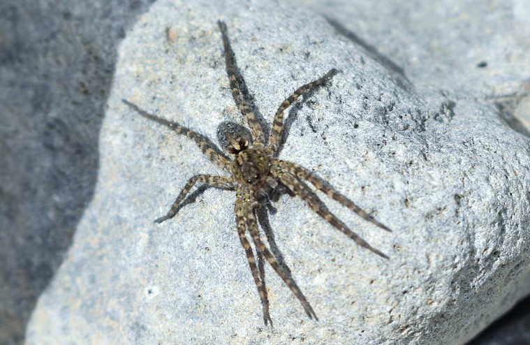 Fishing spider