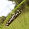 Feathered Footman Moth