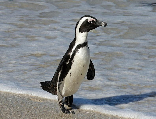 African Penguin Live Wallpaper