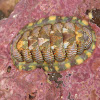 Lined Chiton