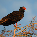 Turkey Vulture