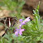 White-striped Longtail Butterfly