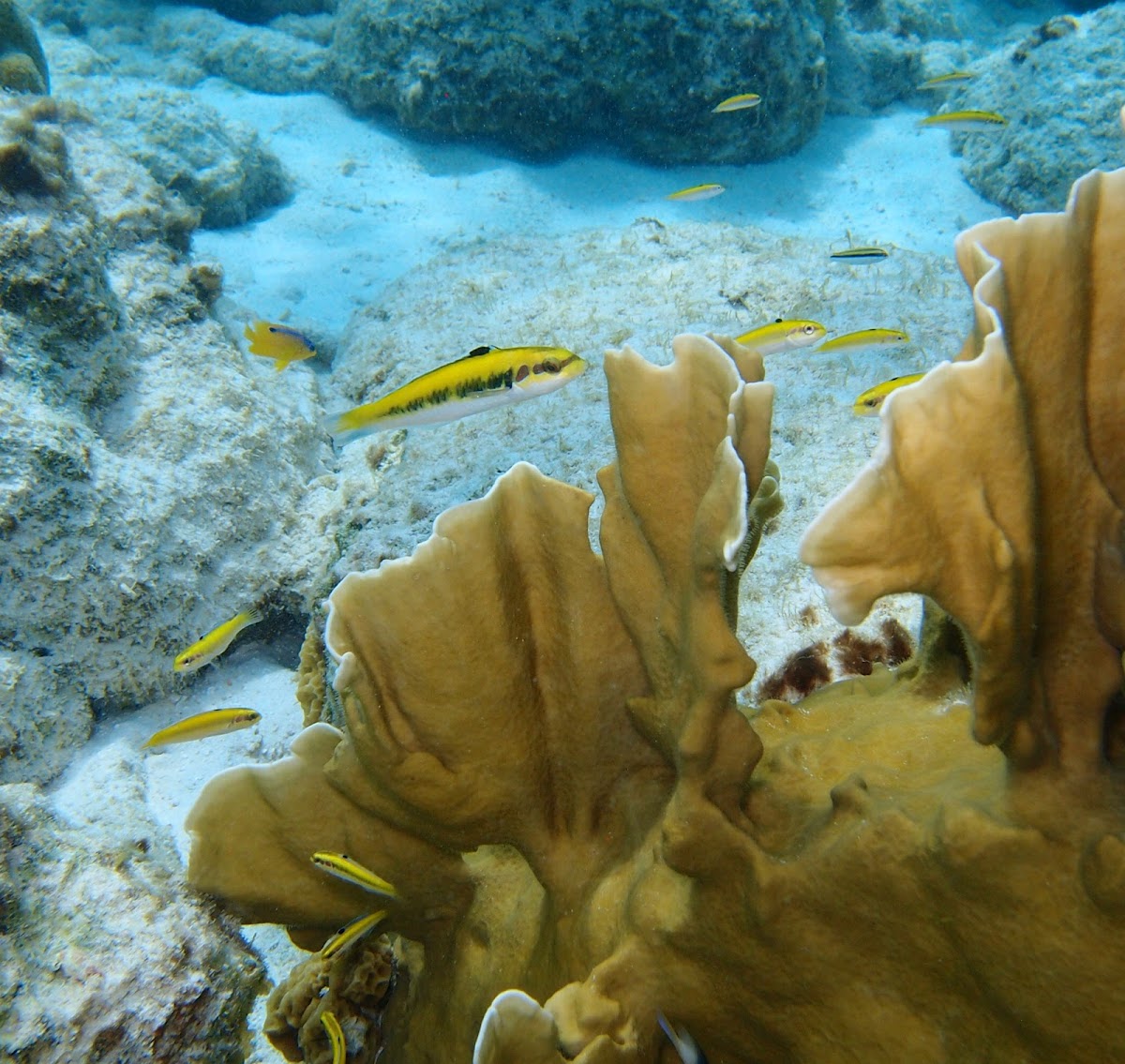 Bluehead Wrasse Juveniles