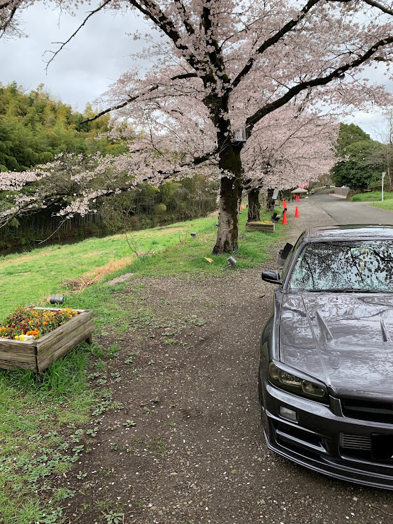 スカイラインの目指せPickUpCars・サクラと愛車・桜とコラボ・桜に関するカスタム事例の投稿画像11枚目