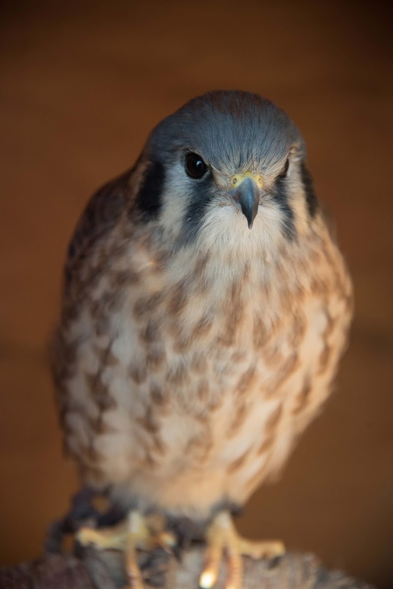 American kestrel