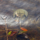 Atlantic Horseshoe Crab