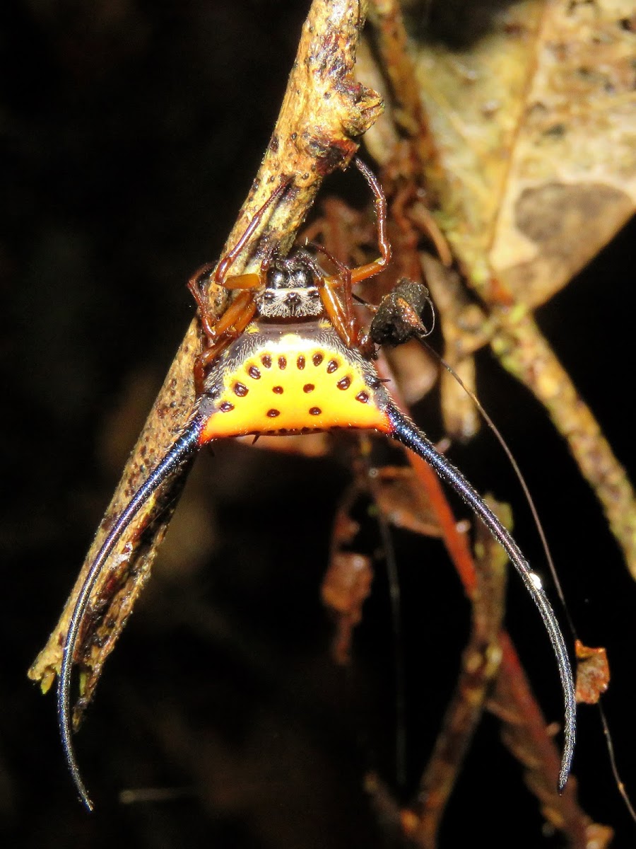 Orb Weaver Spider