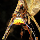 Orb Weaver Spider