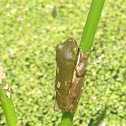 Eastern Dwarf Tree Frog Eastern Sedge Frog