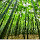 Bamboo New Tab Page HD Wallpapers Themes