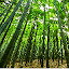 Bamboo New Tab Page HD Wallpapers Themes