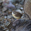 Carolina wren