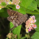 Dorantes longtail