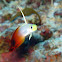 Fire Dartfish/ Fire Goby