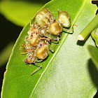Asian Weaver Ant Queen