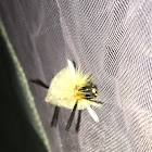 Banded Tussock Moth caterpillar