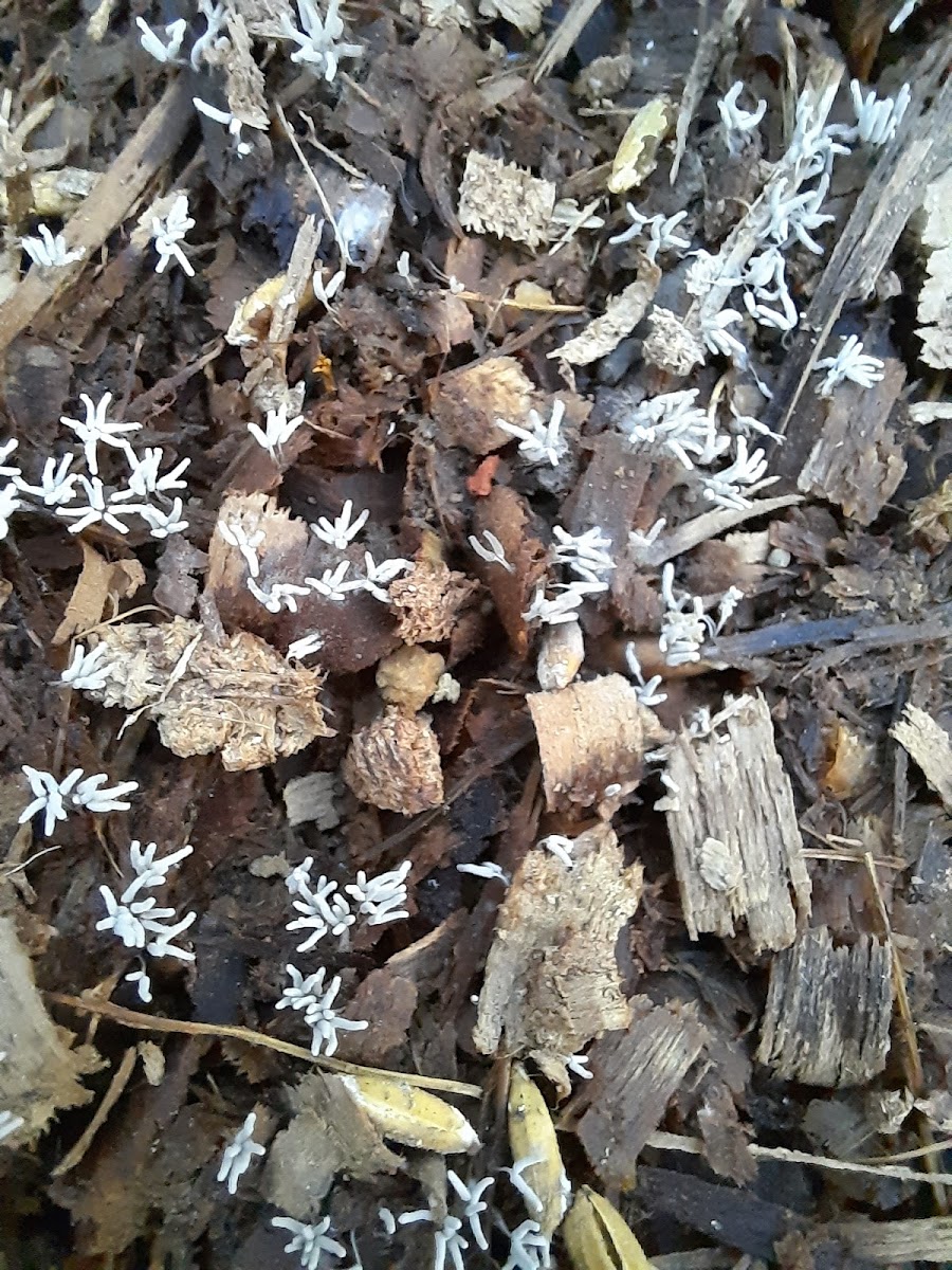 Slime mold