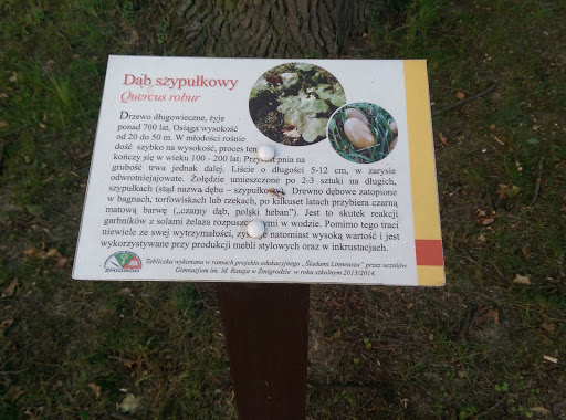 Dąb Szypułkowy