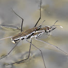 Common water strider (mating)