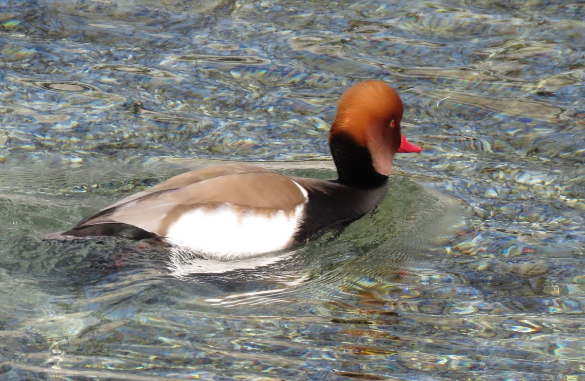 Red-crested Pochard