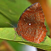 Common Palmfly Male