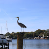 Blue Heron