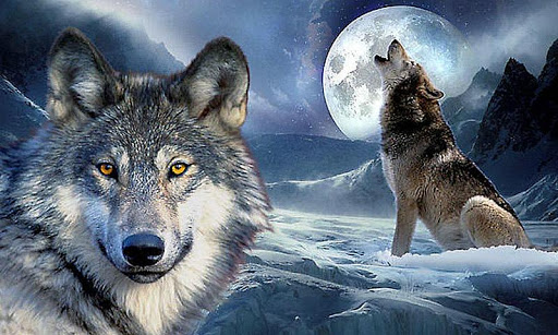 Wild Wolf Jigsaw