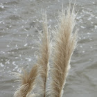 Pampas grass