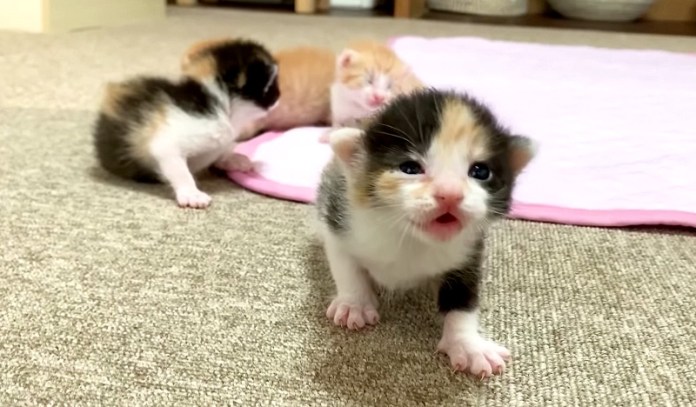 覚えたてのよちよち歩きで ミャーミャー鳴きながら手に乗ってくる赤ちゃん猫に癒される Trill トリル