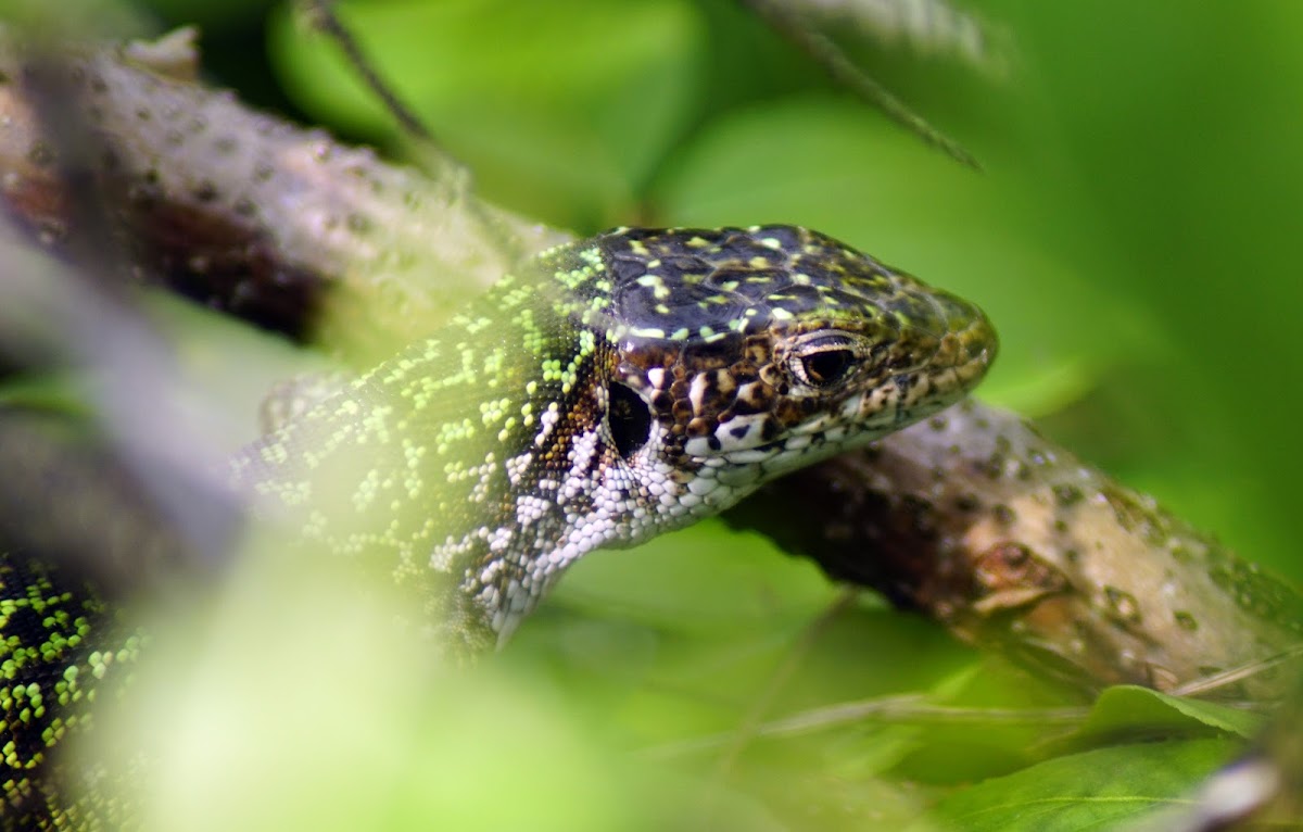 Sand Lizard