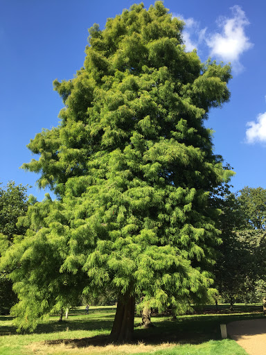 Swamp Cypress