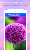 Flowers Wallpapers HD Screenshot