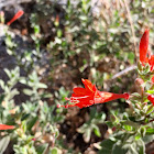 California fuchsia