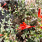 California fuchsia