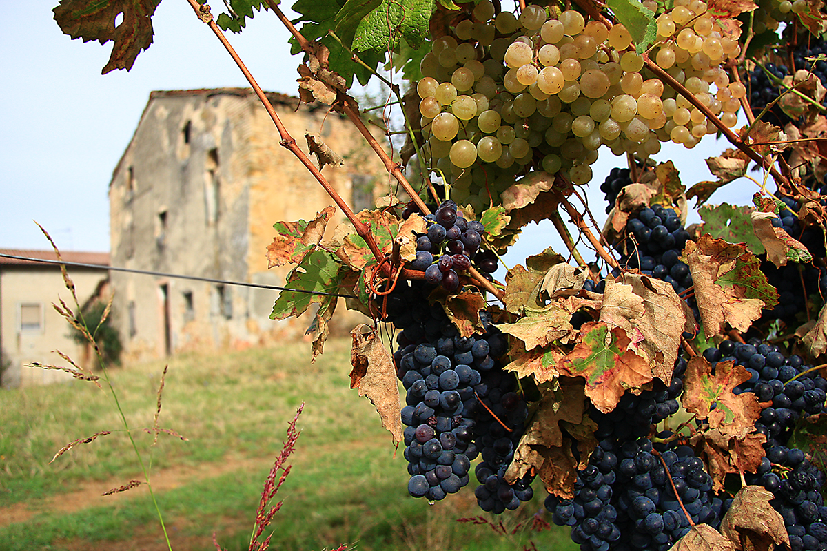 tempo di vendemmia di PaolaTizi