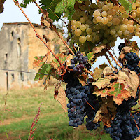 tempo di vendemmia di 