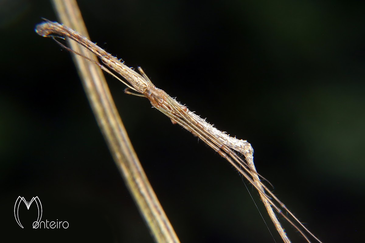 Twig spider