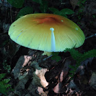 Jackson's Amanita