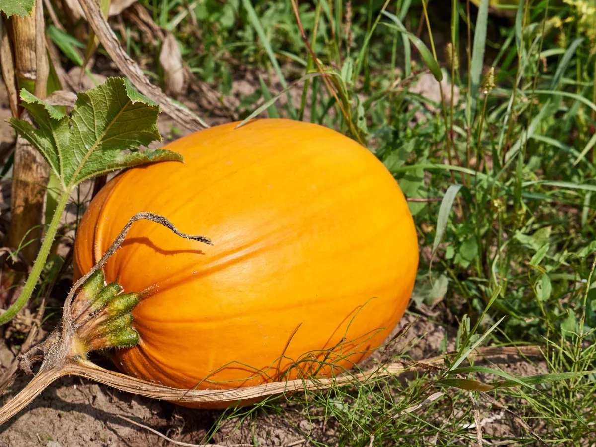 8 signs your pumpkins are ready to pick