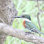 Green Kingfisher