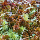 Sphagnum lescurii