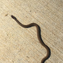 DeKay's brown snake