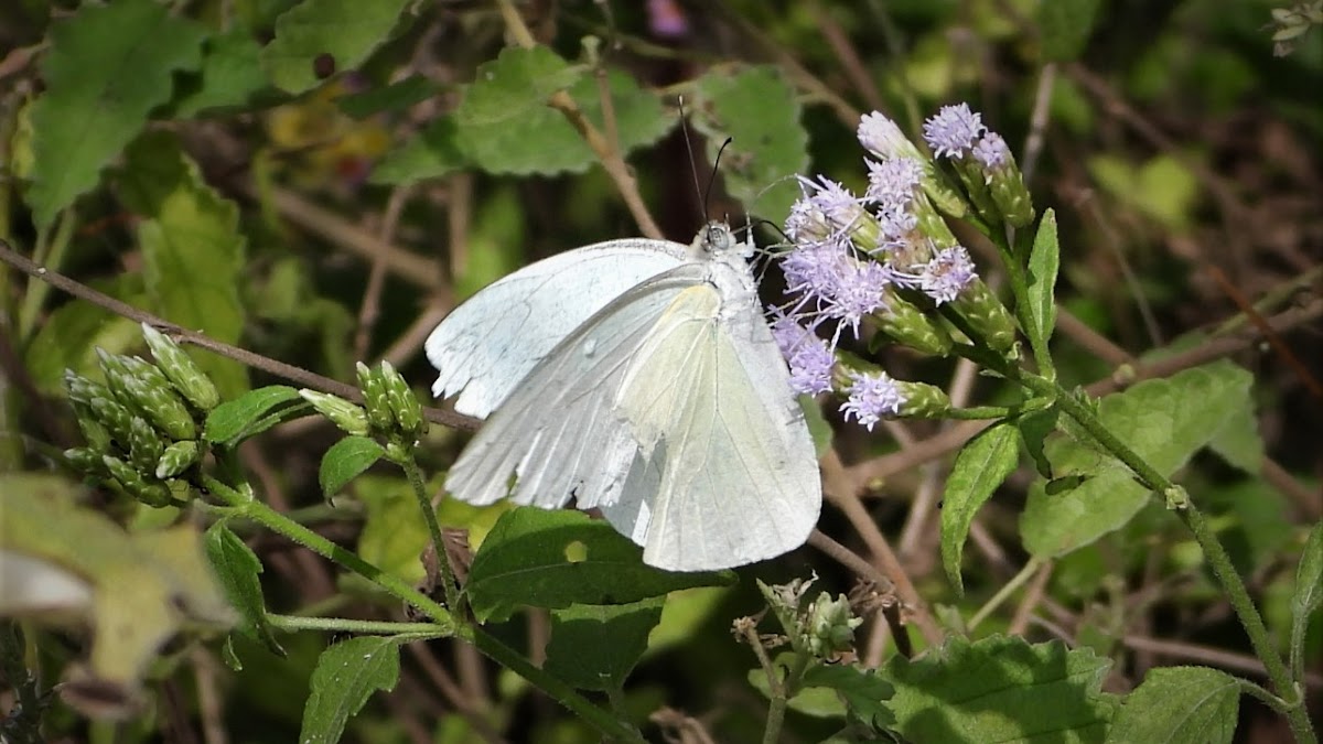 Florida white