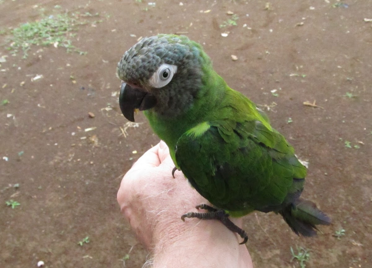 Dusky-Headed Parrot