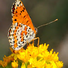 Spotted Fritillary; Doncella Tímida