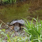 Common Snapping Turtle