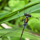 Emerald Damselfly