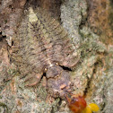 Owlfly Larva