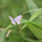 Plains Cupid