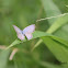 Plains Cupid